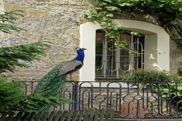 Hotel Hammerschmiede